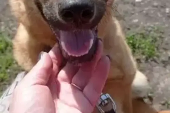 Собаки потеряшки, Волжский, фото: Потеряшка собака, пр. Ленина 282, Волжский