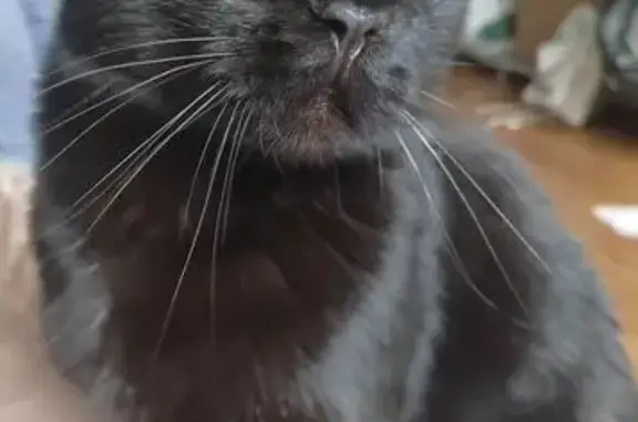 Кошки потеряшки, Иркутск, фото: Потеряшка кошка на Красноказачьей 66