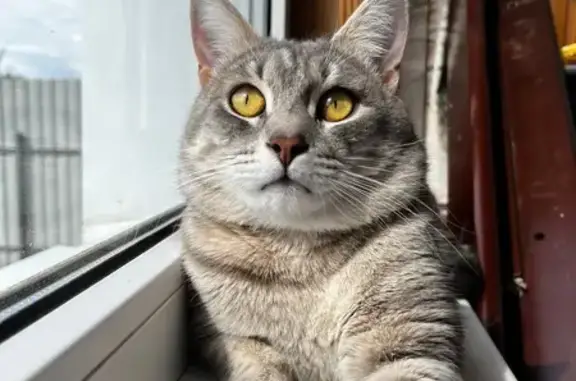 Пропала кошка, Секиотовский пер. 10, Калуга