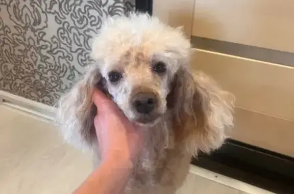 Собаки потеряшки, Мурманск, фото: Потеряшка собака на Александрова, 6, Мурманск