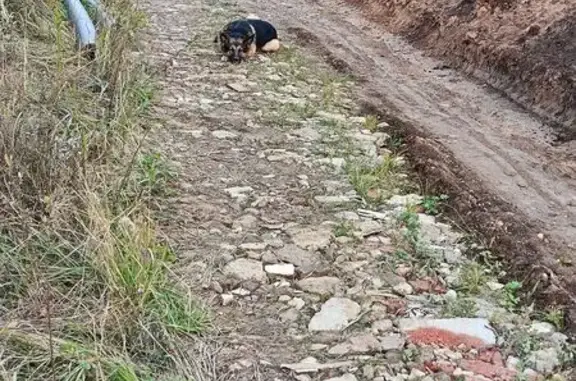 Найдена собака, Кузяево, фото: Овчарка найдена на Железнодорожной, Кузяево