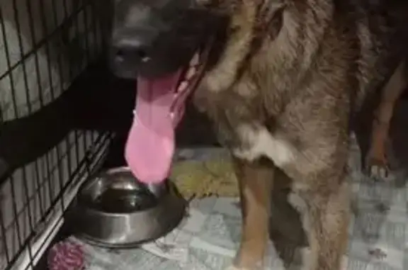 Пропала собака, Тарифная ул., 9, Волгоград