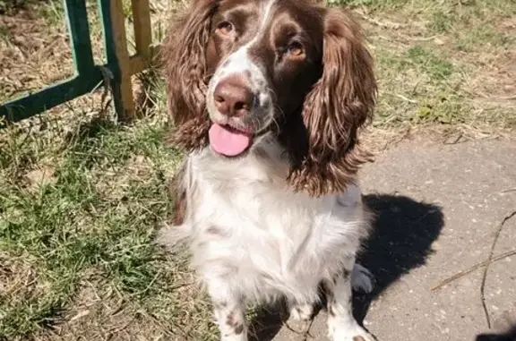 Собаки потеряшки, Нижний Новгород, фото: Потеряшка собака, Якорная 121, Н. Новгород