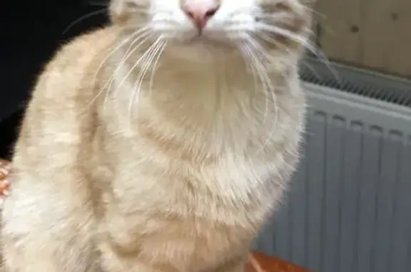 Пропал кот Санни в СНТ Бирюли, Татарстан