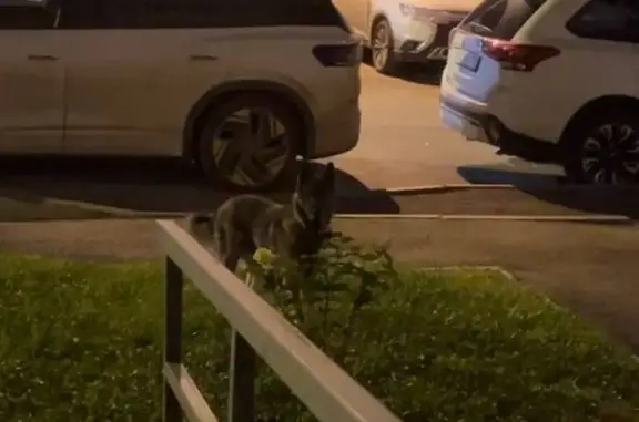 Собака найдена у ЖК 