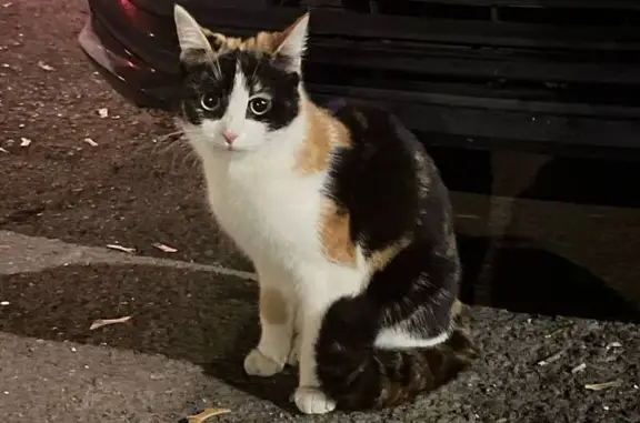 Найдена кошка, Онежская ул., 35 к4, Москва