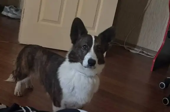 Пропала корги на ул. Братьев Ткачёвых, 11