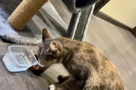 Кошка найдена на наб. Лазури, Тверь