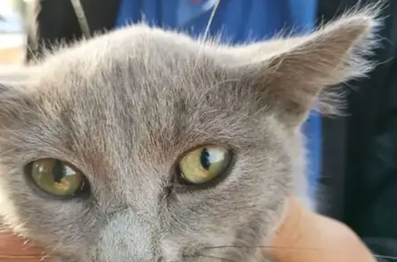 Найдена кошка, Тюмень, фото: Кошка найдена: Пролетарская 82, Тюмень