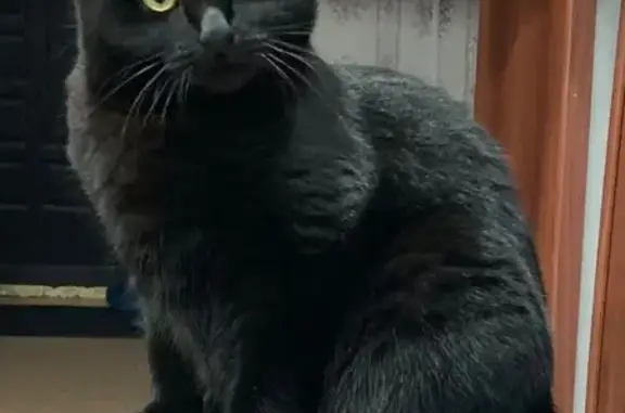 Пропала черная кошка, Новосёлов 102