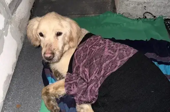 Найдена собака, ул. Герцена, Калининград