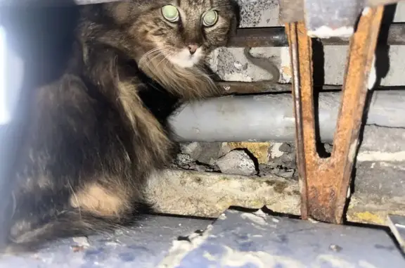 Найдена кошка, Южно-Сахалинск, фото: Кошка найдена: Комсомольская 167А, Ю-Сах.