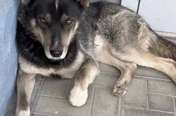 Собаки потеряшки, Новосибирск, фото: Потеряшка собака, Каширская 8, Новосибирск