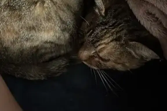 Крупная кошка найдена на Новая ул, 35