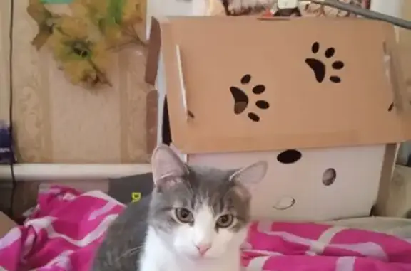 Пропала кошка, ул. Минеева, 29А к4