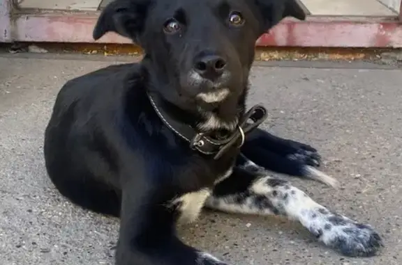 Щенок найден, ул. Богомягкова, 4, Чита