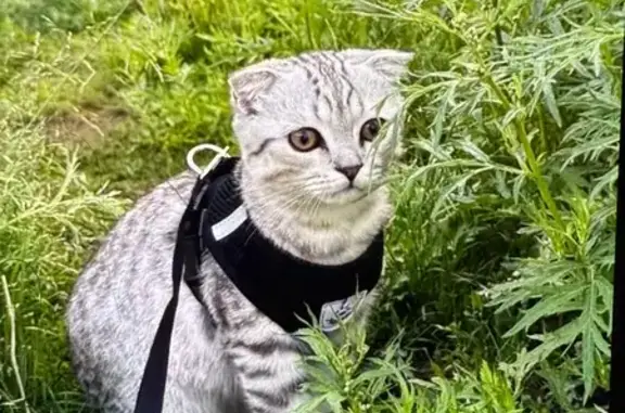 Кошки потеряшки, Норильск, фото: Потеряшка кошка, Нансена 52, Норильск