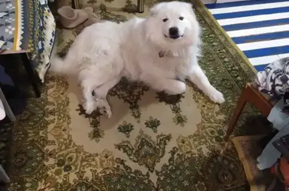 Пропала собака в Белом Хвойном, Омск