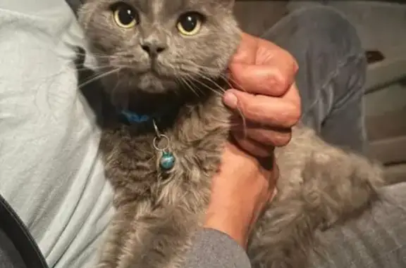 Кошка найдена, мкр Октябрьский, Чита