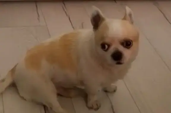 Собаки потеряшки, Иркутск, фото: Потеряшка собака на ул. Боткина, Иркутск