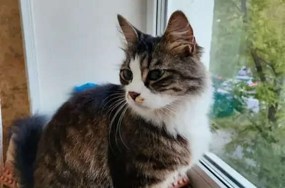 Найдена кошка, Русская ул., 62, Владивосток