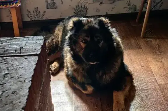 Собаки потеряшки, Улуелга, фото: Потеряшка собака в Ишлинском сельсовете