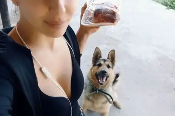 Собаки потеряшки, Лаишево, фото: Потеряшка собака, ул. Жедяевского, 16