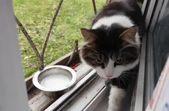 Кошка найдена на ул. Кутузова, 105