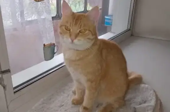 Пропала кошка, Черногорск, Хакасия