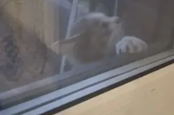 Найдена кошка, , фото: Кошка найдена, Совхозная ул., Толмачево