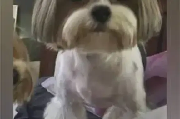 Пропала собака, Клиническая 41, Самара