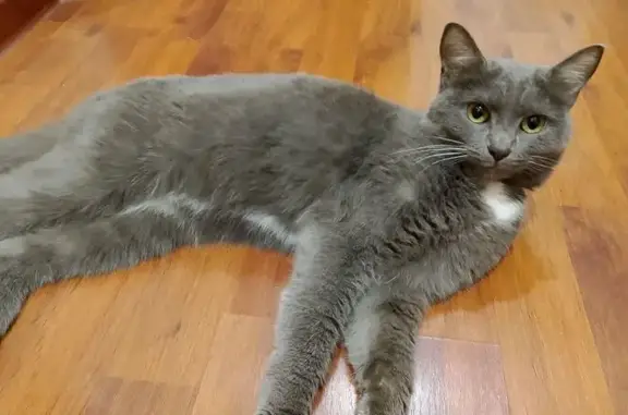 Найдена кошка, Первомайская 107, Йошкар-Ола