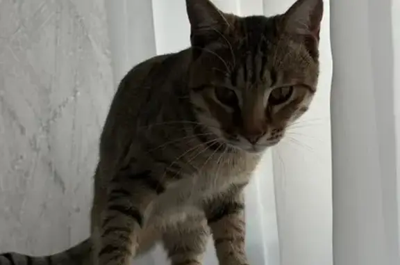 Найденные животные Ставрополь, фото: Кошка найдена: Доваторцев 67/2, Ставрополь