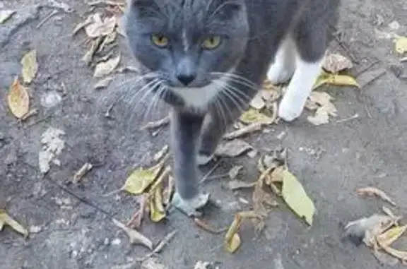 Найденные животные Нижний Новгород, фото: Кошка найдена: Даргомыжского, д.6, Н.Новгород