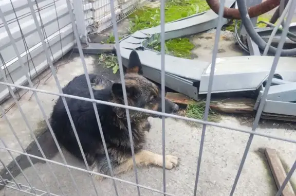 Собака найдена: Семафорная ул, 263, Крск