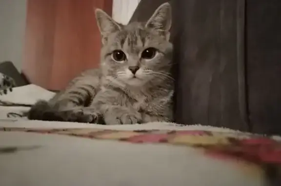 Пропала кошка, Луговая 13, Сабурово