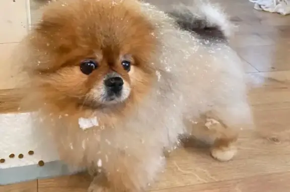 Пропала собака в Каменногорске, Ленобласть