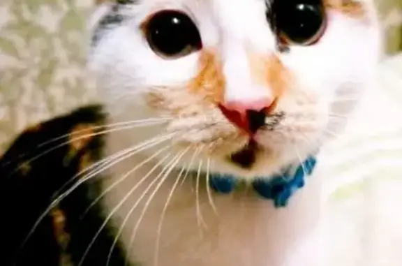 Кошки потеряшки, Элиста, фото: Потеряшка кошка, 3-й проезд, Элиста