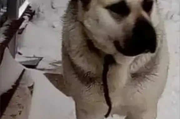 Пропала собака, ул. Крупской 9, Новороссийск