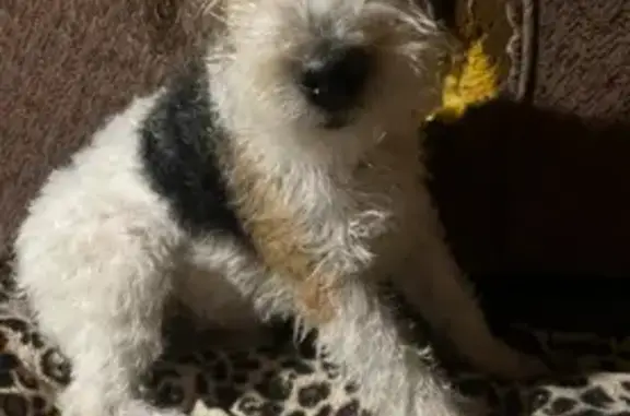 Собаки потеряшки, Кемеровская область, фото: Потеряшка собака Бела, Грамотеино, Кемерово