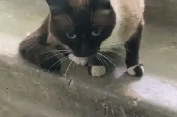 Пропала сиамская кошка, Республика Коми