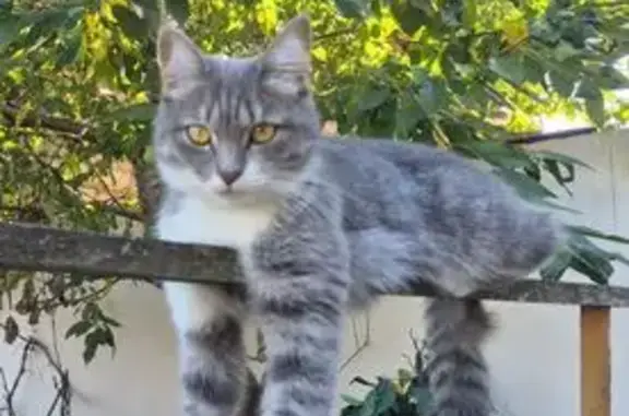 Пропала кошка, Мало-Садовая 35, Нальчик