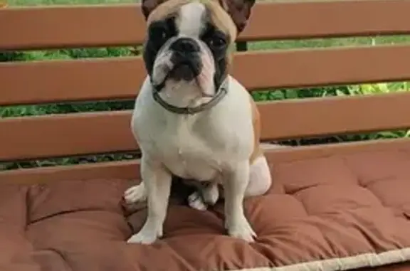 Пропала собака на ул. Гоголя, Люберцы