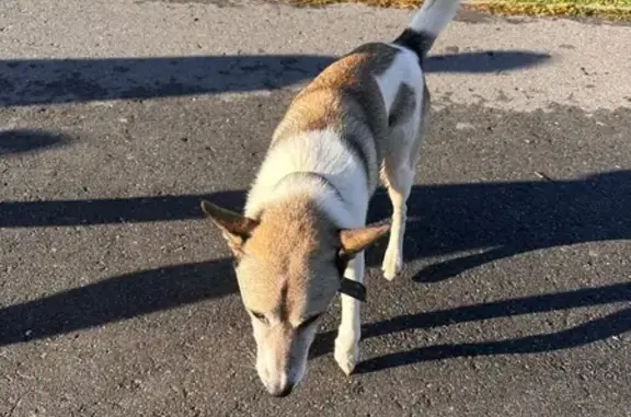 Собака найдена: ул. Агакова, Чебоксары
