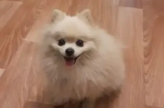 Пропала собака Ёжик, Красноярск