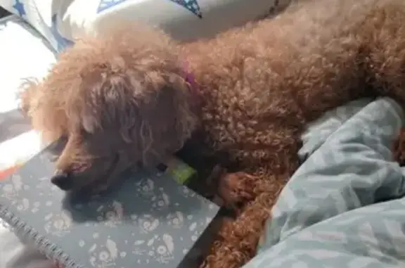 Собаки потеряшки, Хабаровск, фото: Потеряшка собака, ул. Кубяка, 3А, Хабаровск