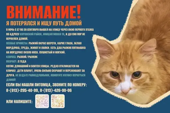 Кошки потеряшки, Кемерово, фото: Потеряшка кошка, Инициативная ул., 19