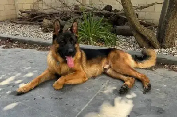 Пропала собака, ул. Жигуленко, Краснодар