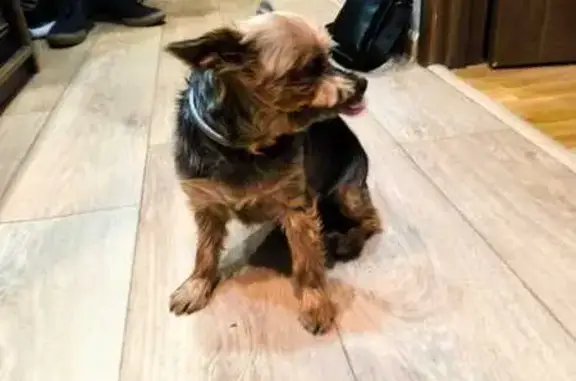 Йорк найден на Селиванова, 14А, Ростов-на-Дону