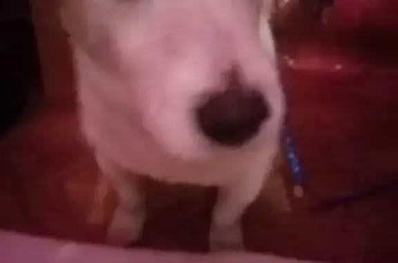 Найден джек рассел, Хомяковская 22, Тула